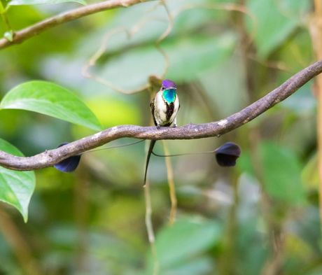 Životinje i udvaranje