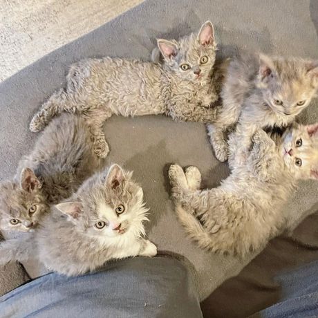 Selkirk reks Gina and Gepetto