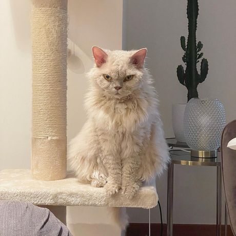 Selkirk reks Gina and Gepetto