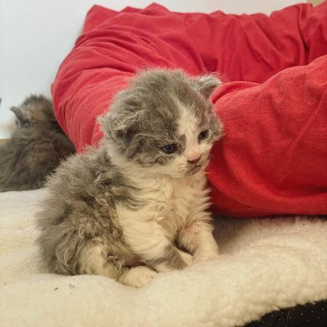 Selkirk reks Gina and Gepetto