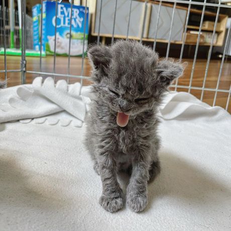 Selkirk reks Gina and Gepetto