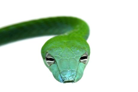 Zelena zmija u terarijumu