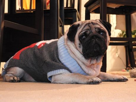 Najdugovečnije rase pasa