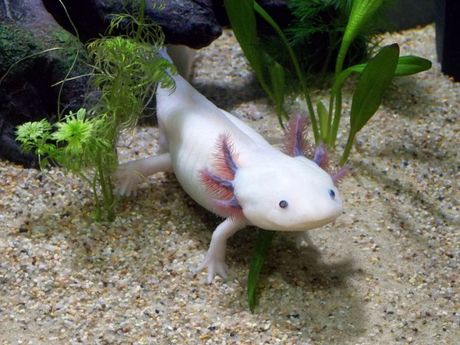 Aksolotl u akvarijumu