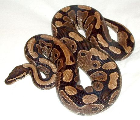 Loptasti piton zmija Ball python