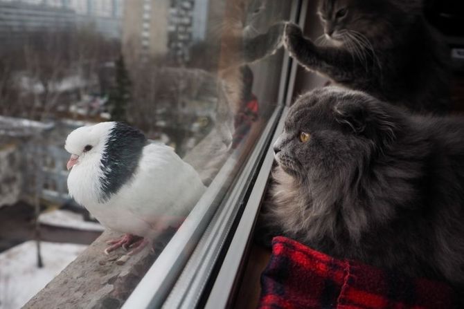 Mačije oglašavanje cvokotanjem