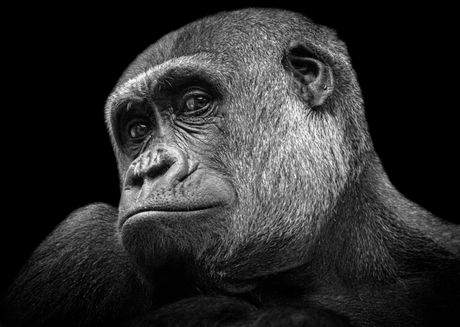 Veliki čovekoliki majmuni