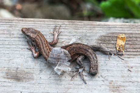 Gekon odbacivanje repa