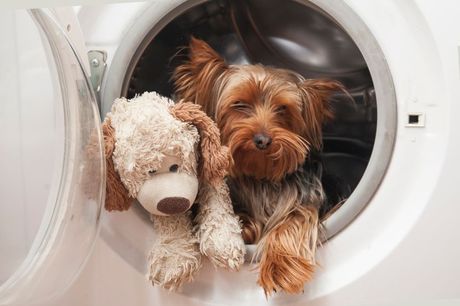 Prolećno sređivanje kuće i ljubimci