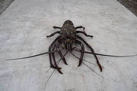 Jastozi u akvarijumu