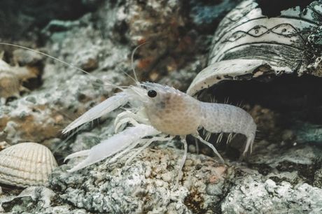 Jastozi u akvarijumu