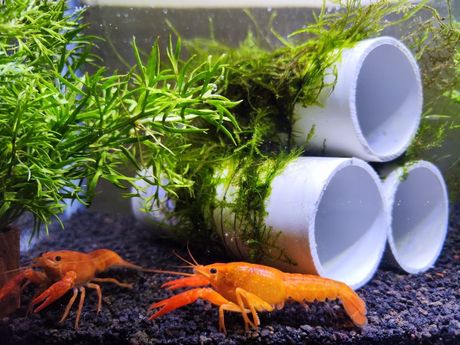 Jastozi u akvarijumu