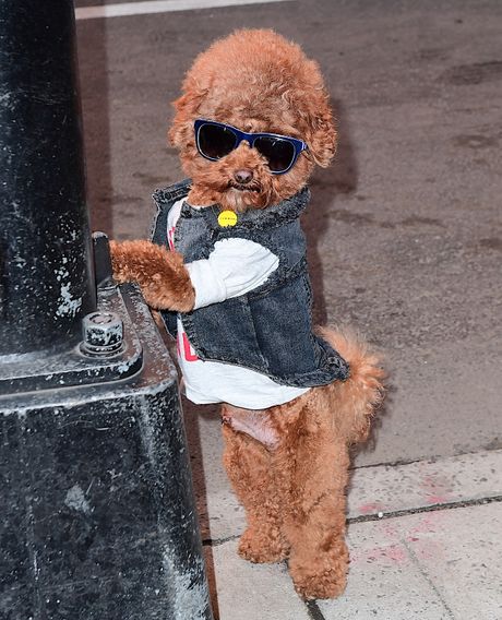 Bob Ross pas, Agador