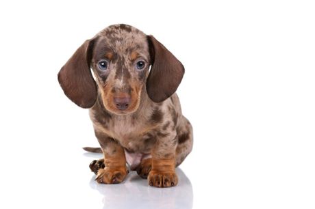 Psi sa plavim očima