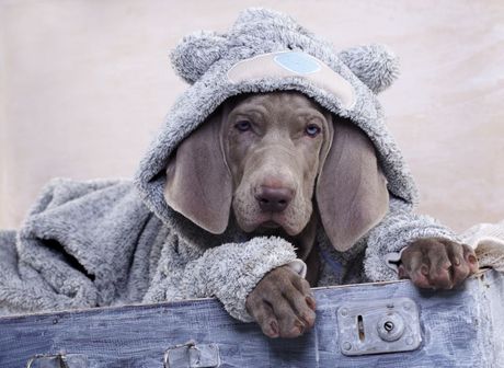 Psi sa plavim očima