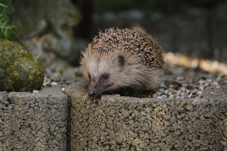 Jež i zvuci kojima se oglašava