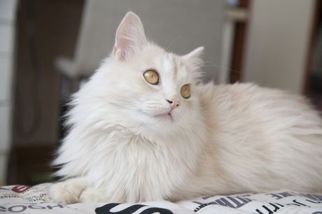 Turska angora
