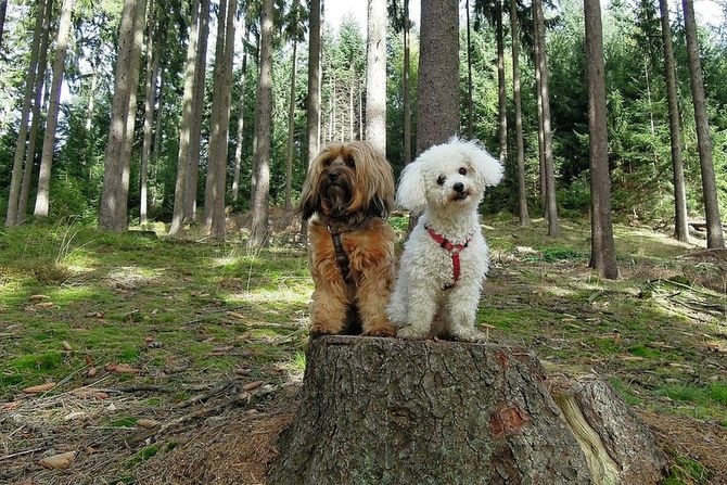 Šetnja sa dva psa u isto vreme