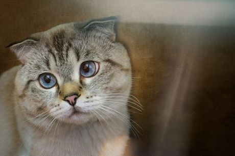 Najdruželjubivije rase mačaka