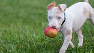 Albino, psi koji se retko viđaju i još teže nabavljaju