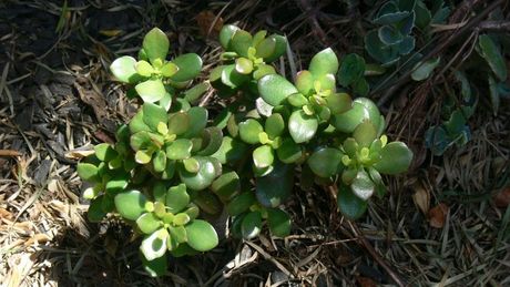 Ptice i neotrovne biljke