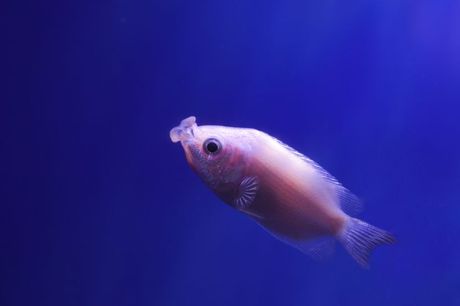 Gurami koji se ljubi