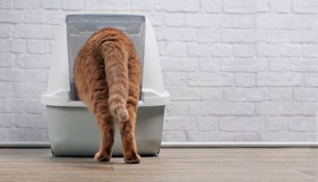 Mačka i blokada urina