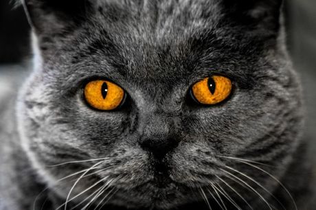 Najređa boja mačijih očiju