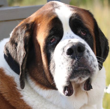 Najbalavije rase pasa