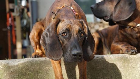 Najbalavije rase pasa