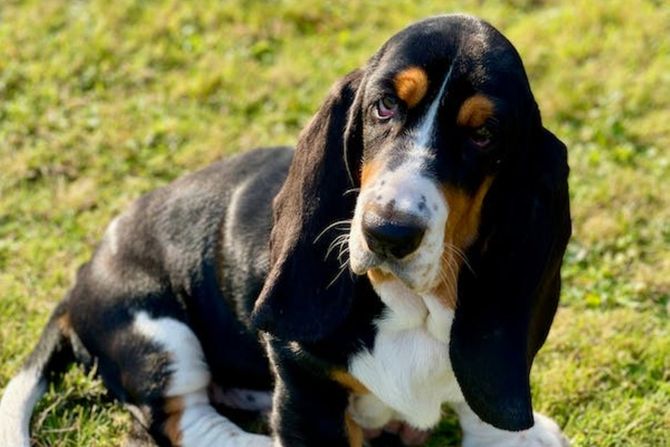 Rase pasa sa naborima