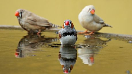 Tihe vrste ptica kućnih ljubimaca