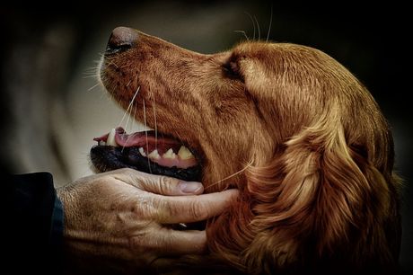 Najsrećnije rase pasa