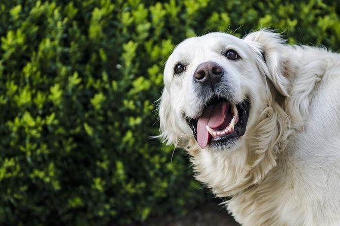 Najsrećnije rase pasa