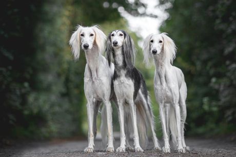 Saluki