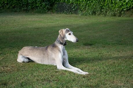 Saluki