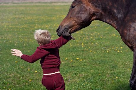 Konj i povrede koje može da nanese