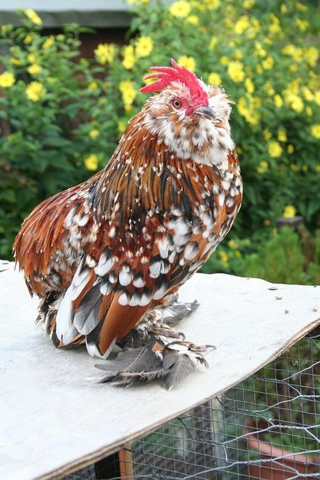 Najlepše rase živine