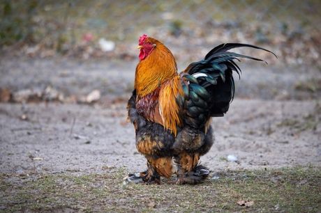 Najlepše rase živine