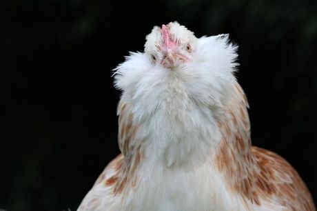 Najlepše rase živine