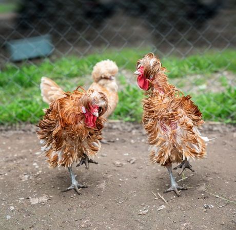 Najlepše rase živine