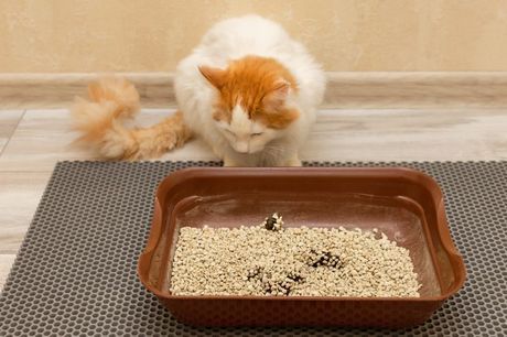 Mesto za mačiji toalet