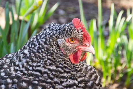 Najlepše rase živine