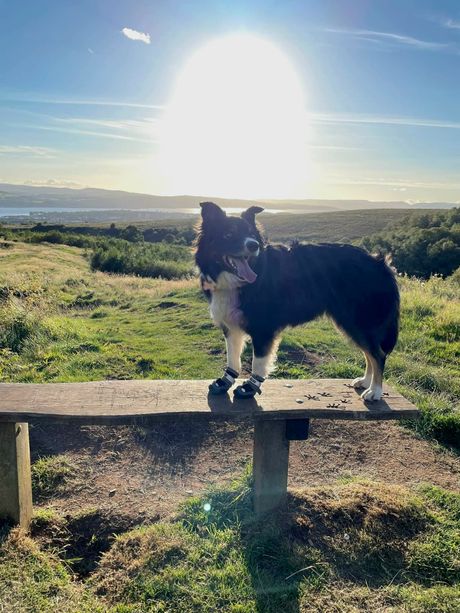 Border koli Trini ekološki pas