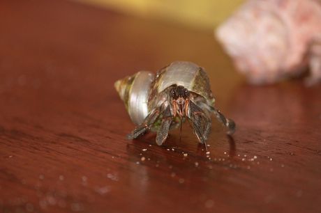 Najnezahtevniji kućni ljubimci