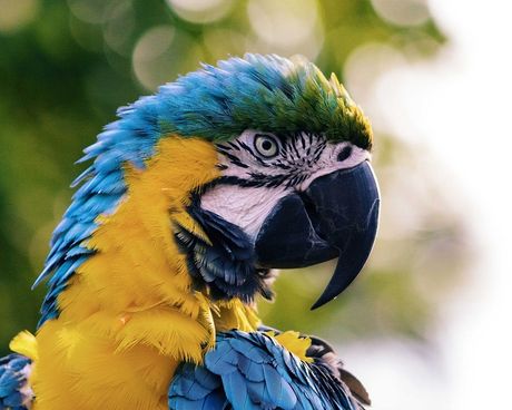 Ptice kućni ljubimci koji nisu za porodice sa decom