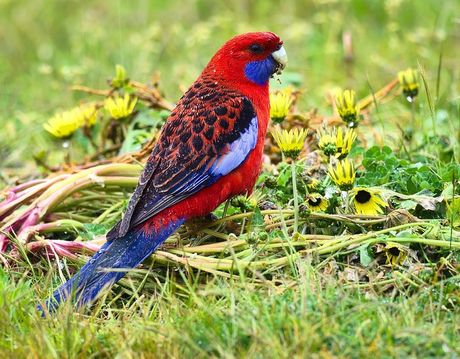 Ptice kućni ljubimci koji nisu za porodice sa decom