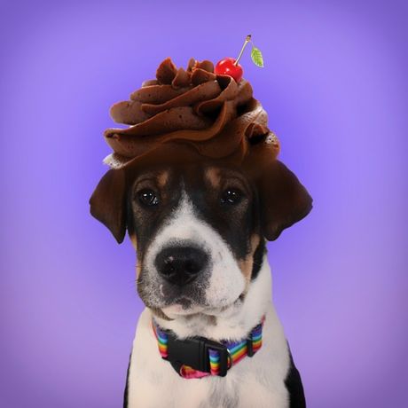 Proslava rođendana psa kućnog ljubimca