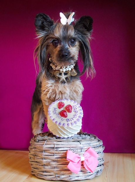 Proslava rođendana psa kućnog ljubimca