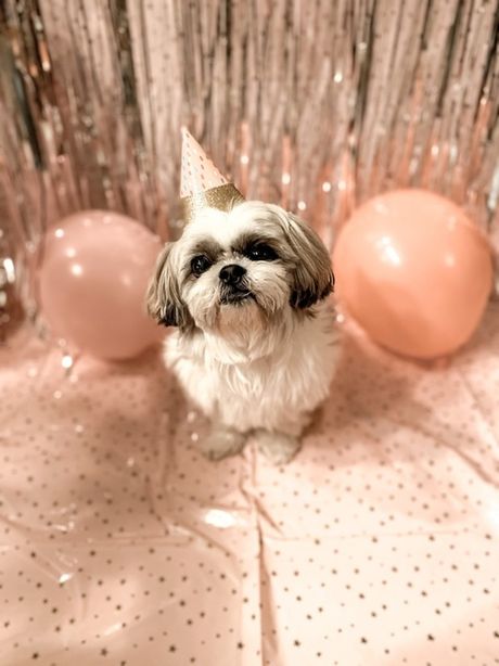 Proslava rođendana psa kućnog ljubimca